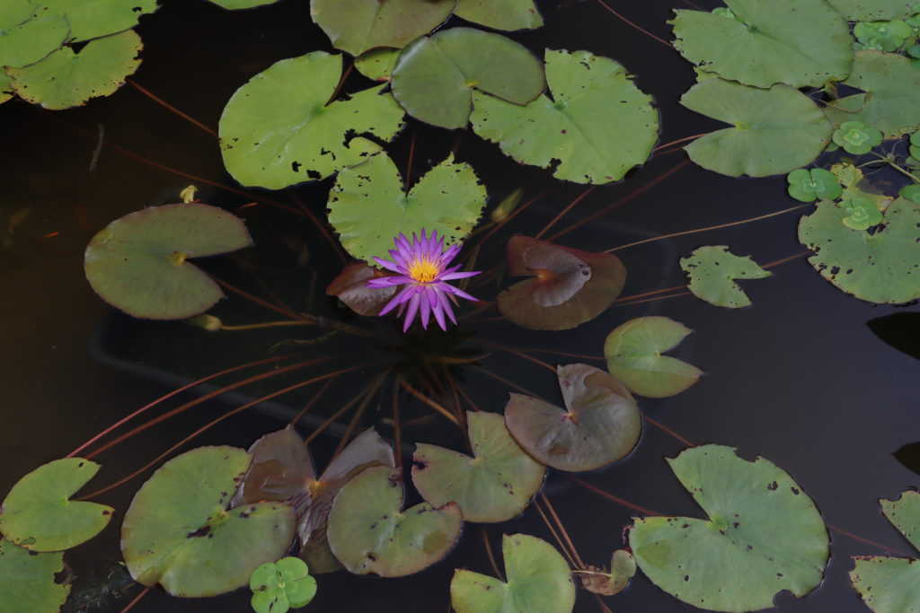 2022 ISG Hardy Waterlily 03 - July 29 2022