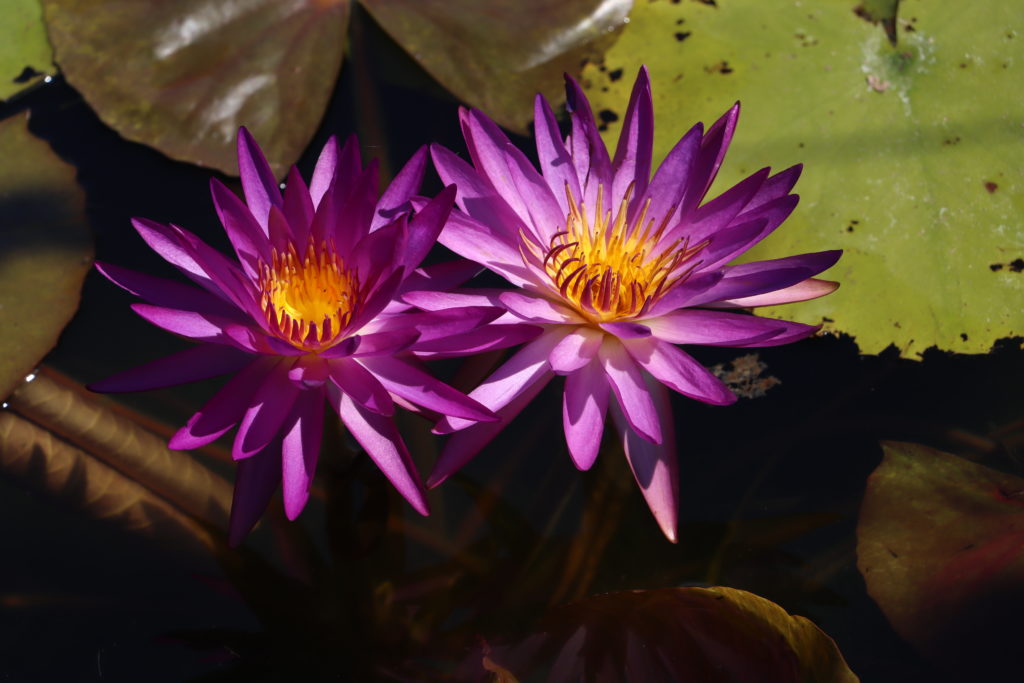 2022 ISG Hardy Waterlily 03 - August 01 2022