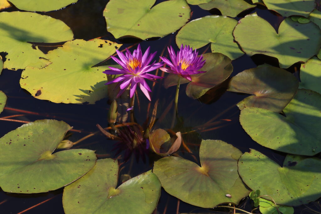 2022 ISG Hardy Waterlily 03 - August 09 2022