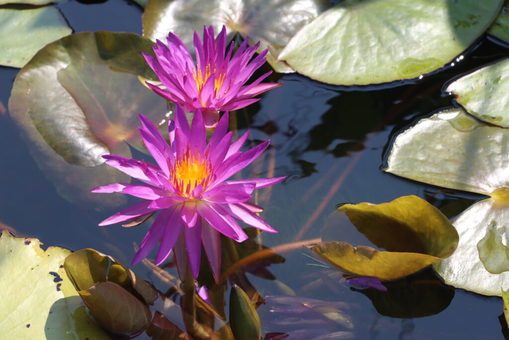 2022 ISG Hardy Waterlily 03 - August 09 2022