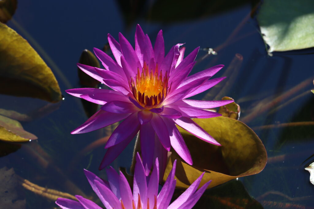 2022 ISG Hardy Waterlily 03 - August 13 2022