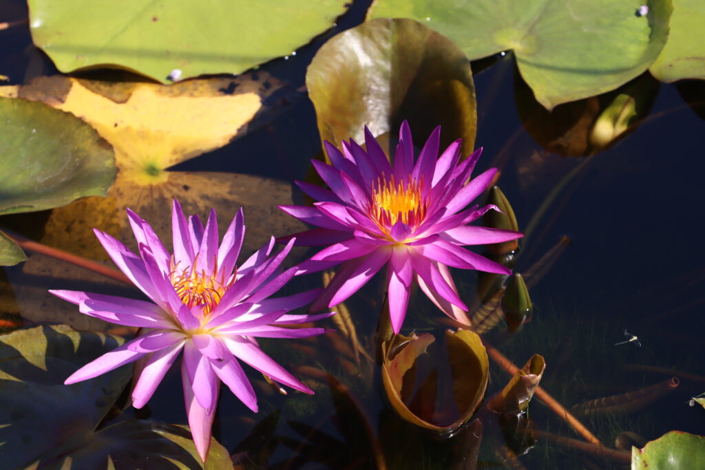 2022 ISG Hardy Waterlily 03 - August 13 2022