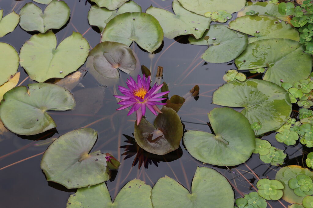 2022 ISG Hardy Waterlily 03 - August 15 2022