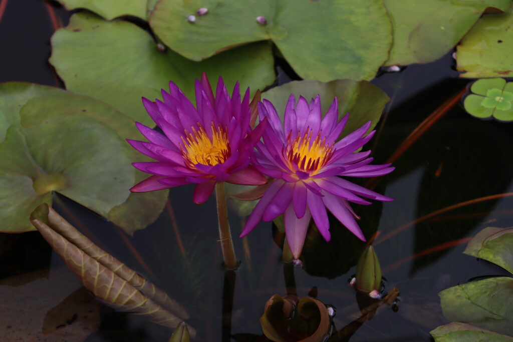 2022 ISG Hardy Waterlily 03 - August 17 2022