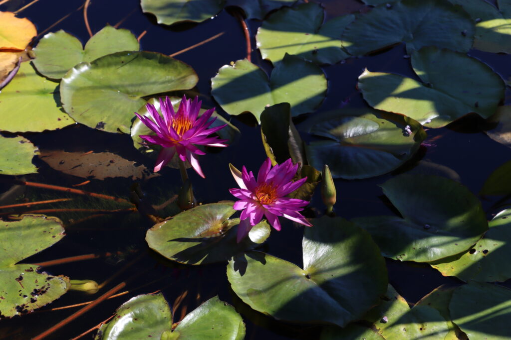 2022 ISG Hardy Waterlily 03 - August 20 2022