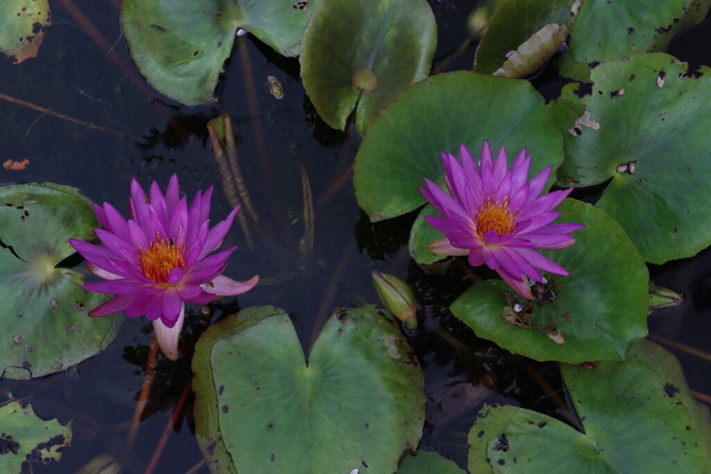 2022 ISG Hardy Waterlily 03 - September 02 2022