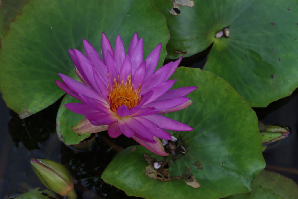 2022 ISG Hardy Waterlily 03 - September 02 2022