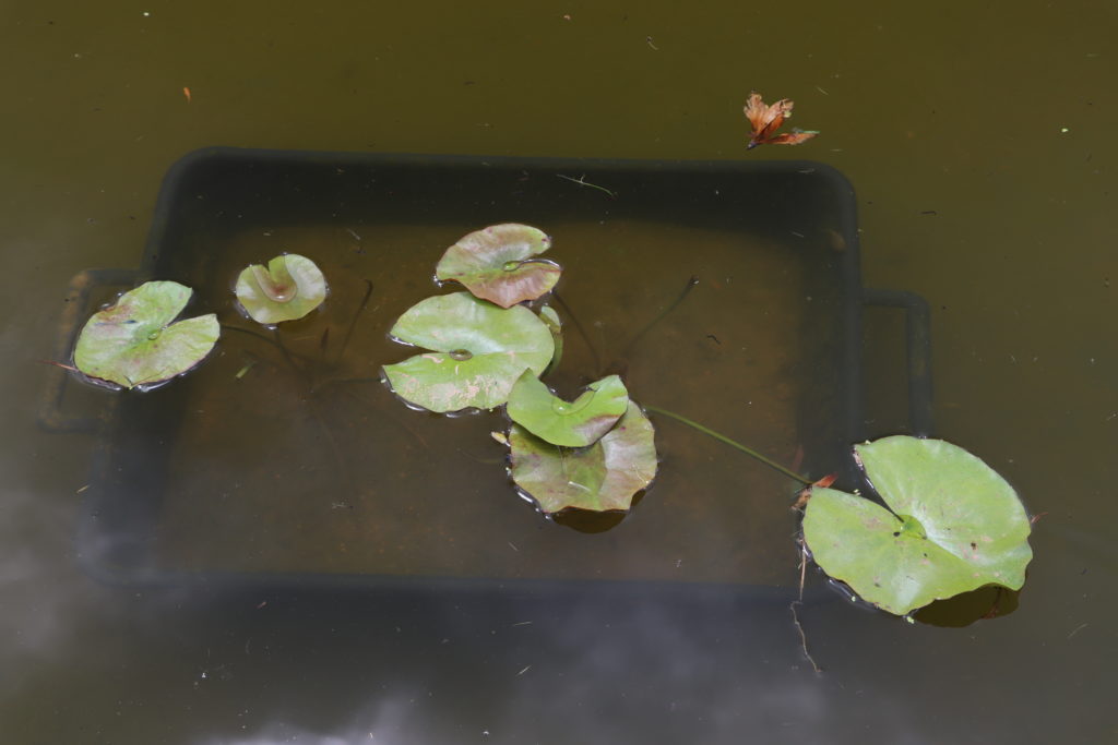 2022 ISG Hardy Waterlily 04 - June 23 2022
