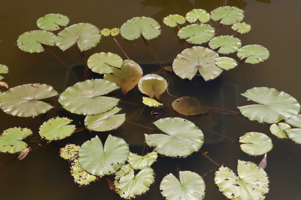 2022 ISG Hardy Waterlily 04 - July 12 2022