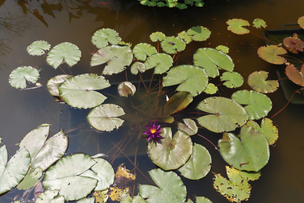 2022 ISG Hardy Waterlily 04 - July 07 2022