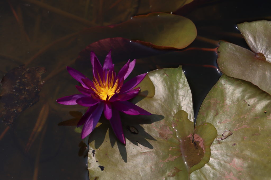 2022 ISG Hardy Waterlily 04 - July 07 2022