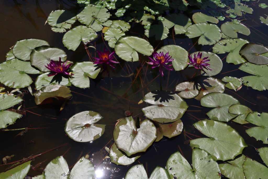 2022 ISG Hardy Waterlily 04 - July 26 2022