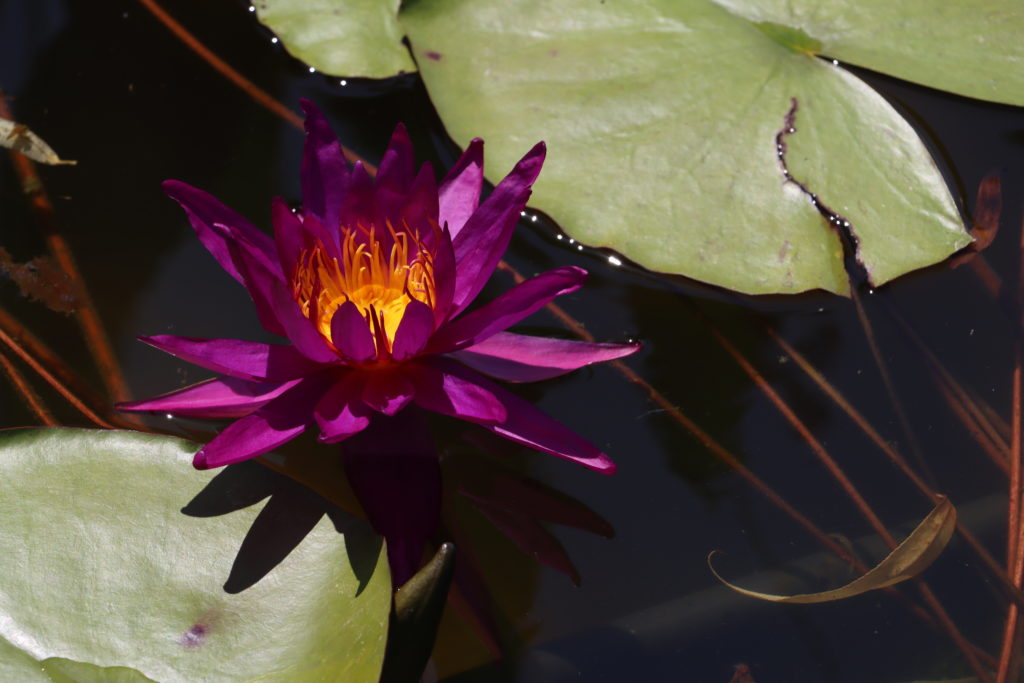 2022 ISG Hardy Waterlily 04 - July 26 2022