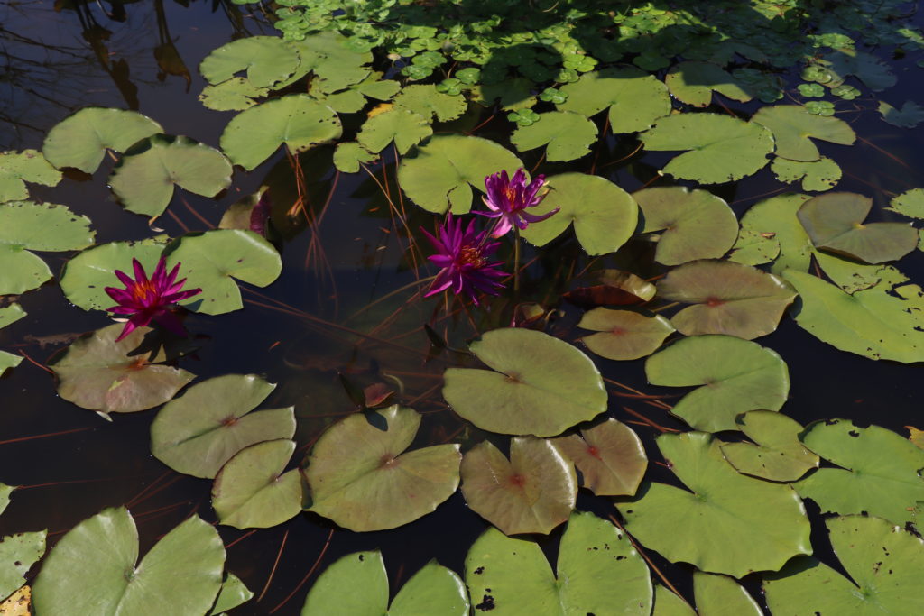 2022 ISG Hardy Waterlily 04 - July 27 2022