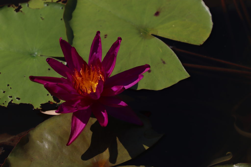 2022 ISG Hardy Waterlily 04 - July 27 2022