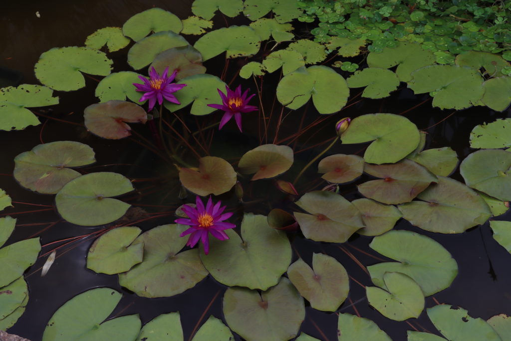 2022 ISG Hardy Waterlily 04 - July 29 2022