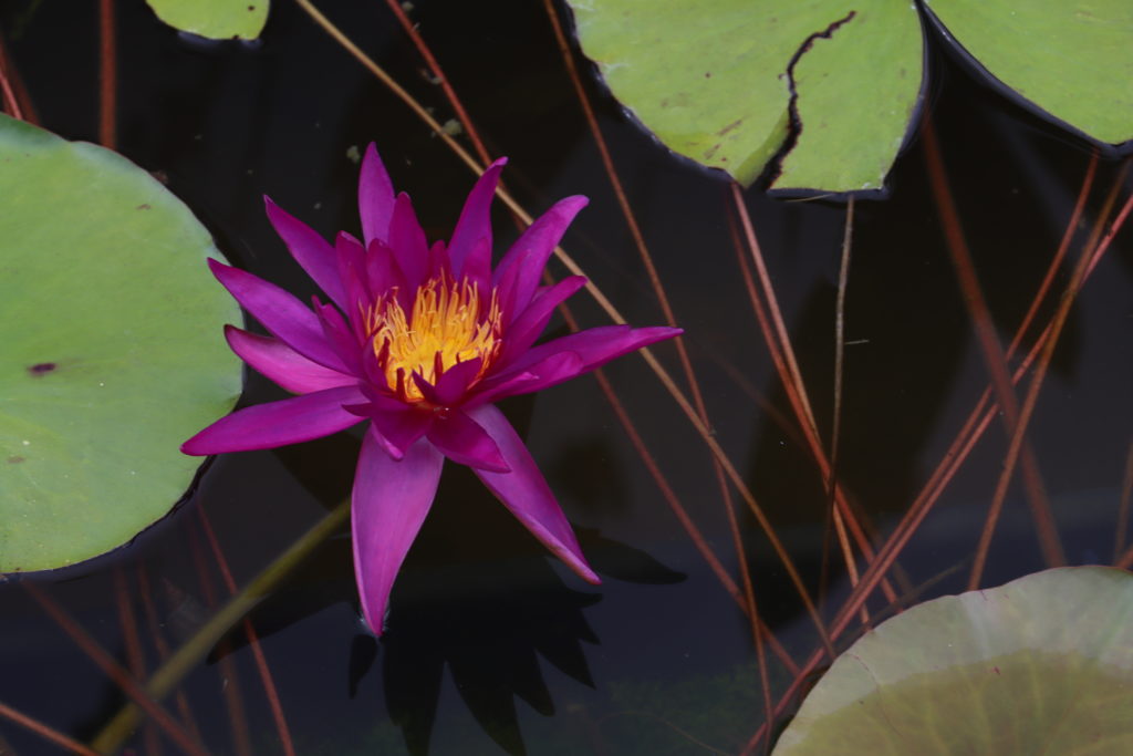 2022 ISG Hardy Waterlily 04 - July 29 2022