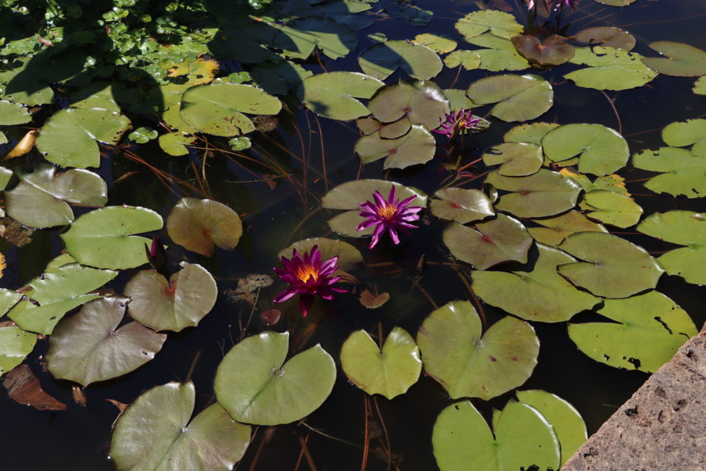 2022 ISG Hardy Waterlily 04 - August 01 2022