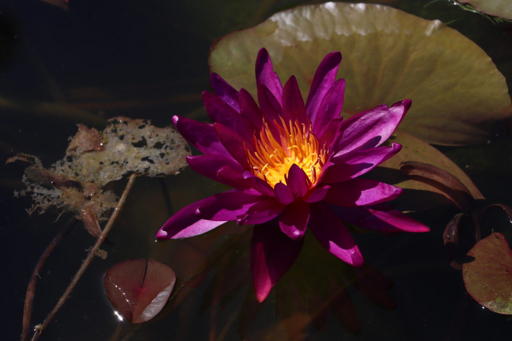 2022 ISG Hardy Waterlily 04 - August 01 2022