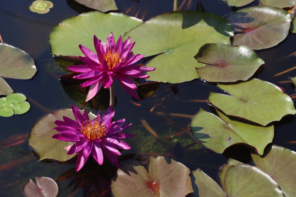 2022 ISG Hardy Waterlily 04 - August 09 2022