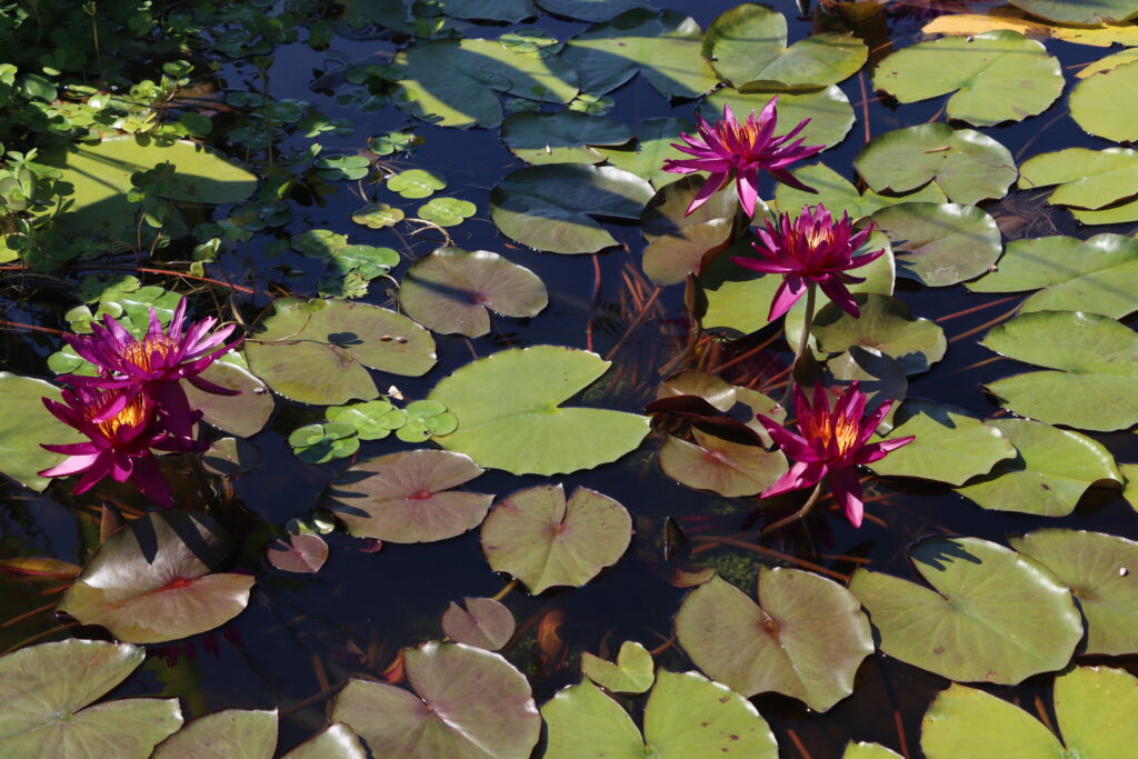 2022 ISG Hardy Waterlily 04 - August 13 2022