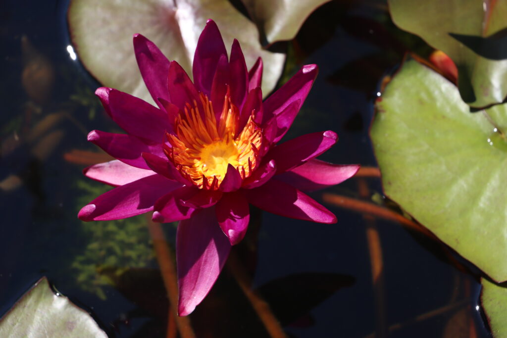2022 ISG Hardy Waterlily 04 - August 13 2022