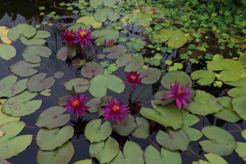 2022 ISG Hardy Waterlily 04 - August 15 2022