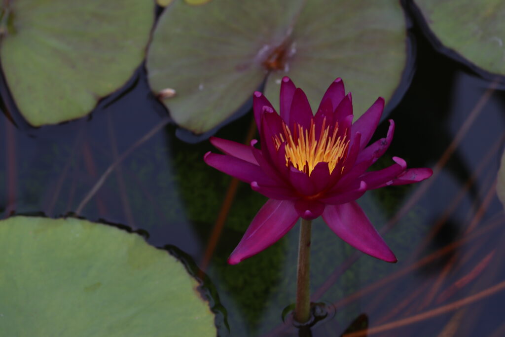 2022 ISG Hardy Waterlily 04 - August 15 2022