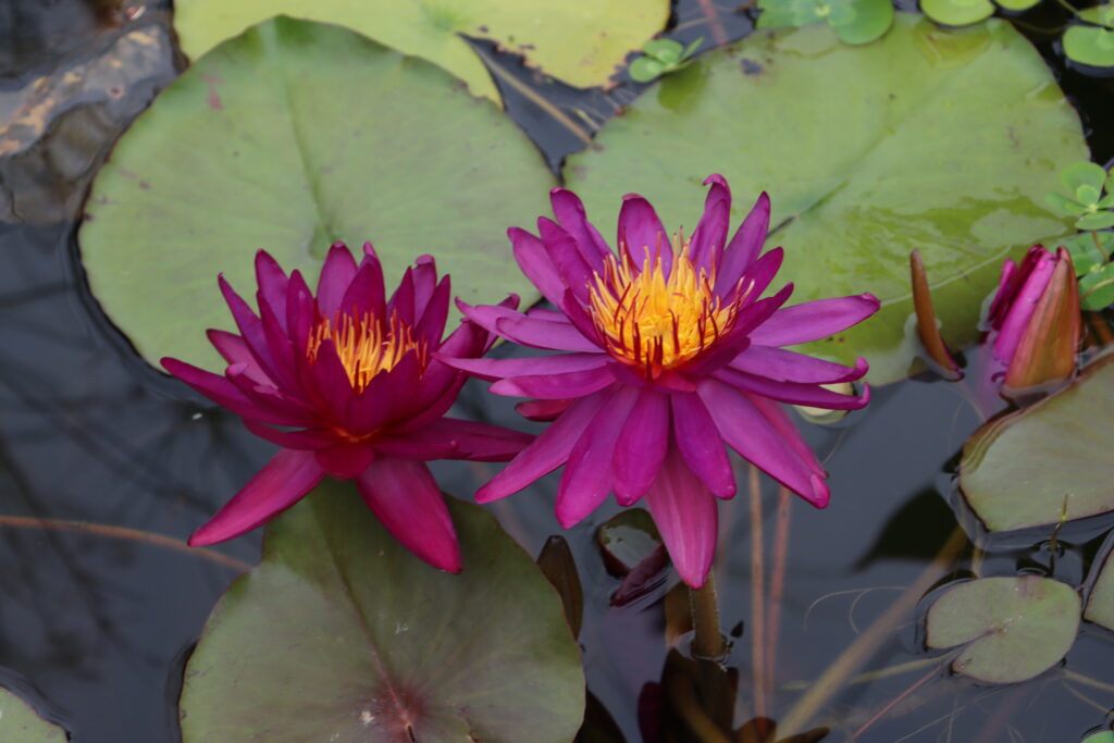 2022 ISG Hardy Waterlily 04 - August 15 2022