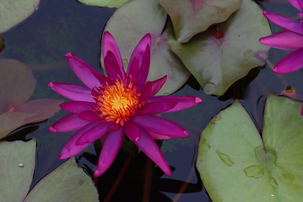 2022 ISG Hardy Waterlily 04 - August 15 2022