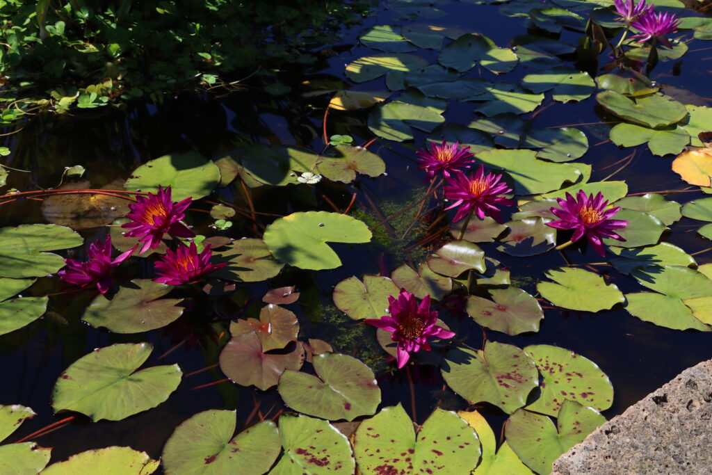 2022 ISG Hardy Waterlily 04 - August 20 2022
