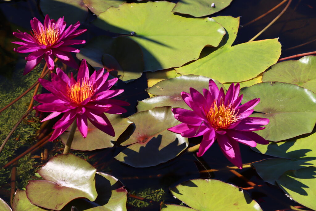 2022 ISG Hardy Waterlily 04 - August 20 2022