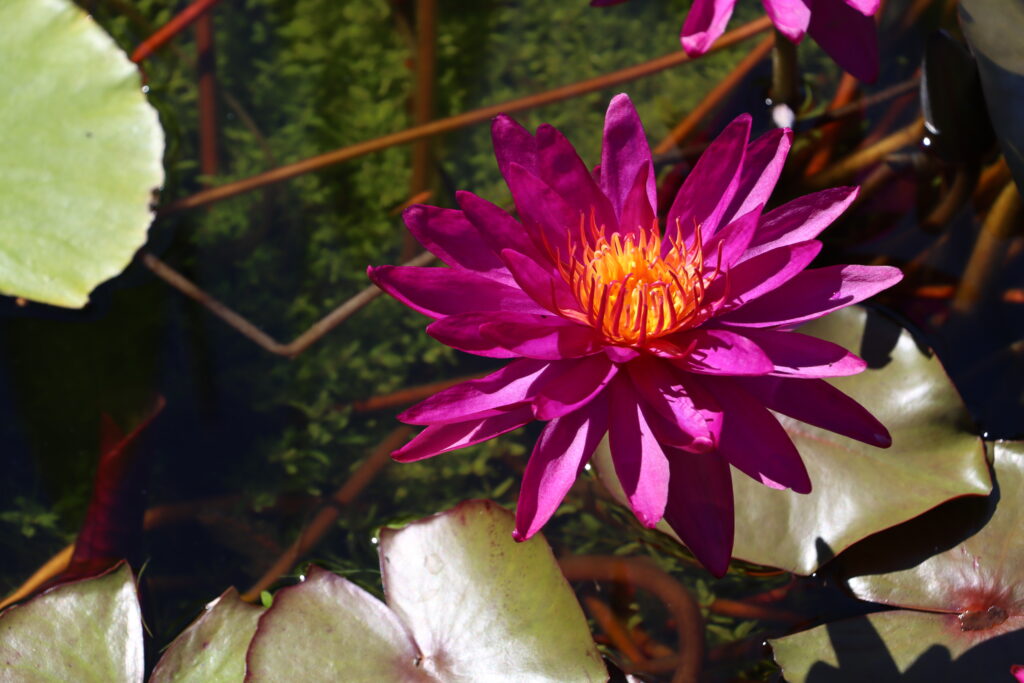 2022 ISG Hardy Waterlily 04 - August 20 2022