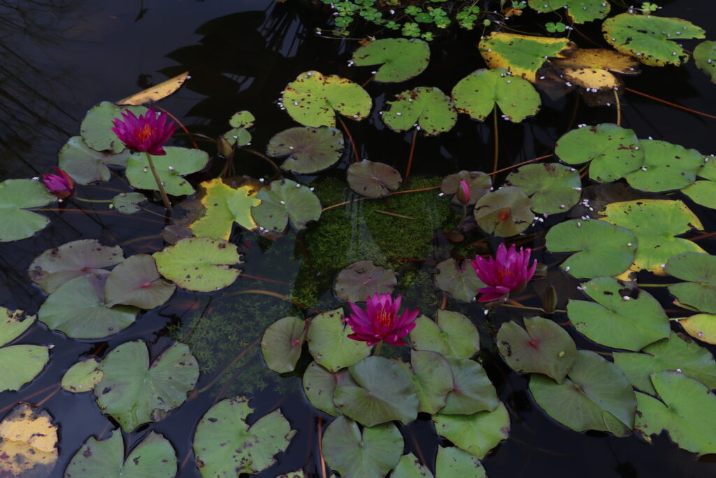 2022 ISG Hardy Waterlily 04 - September 02 2022
