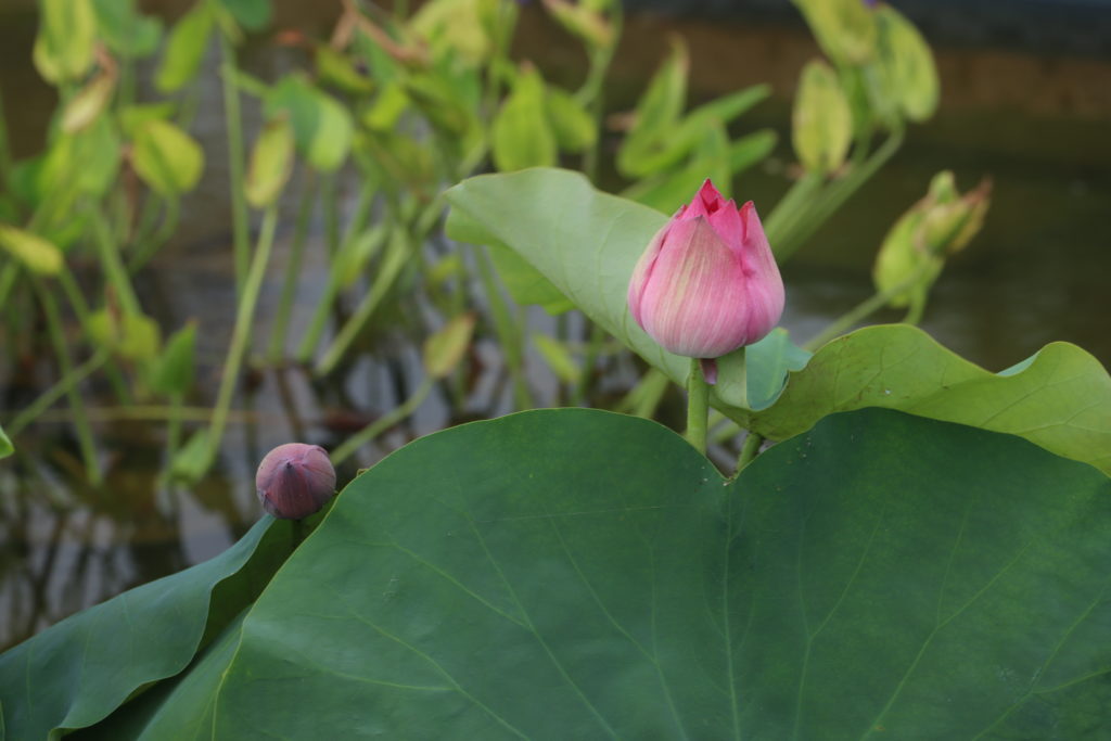 2022 Lotus 01 - June 23 2022
