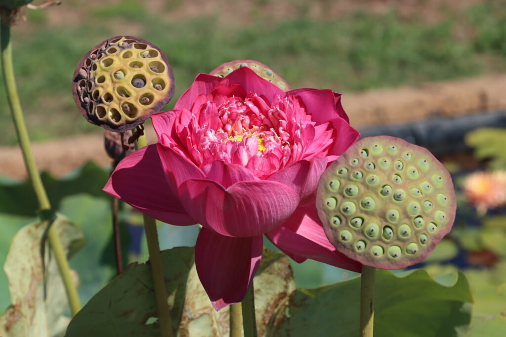 2022 Lotus 01 - August 13 2022