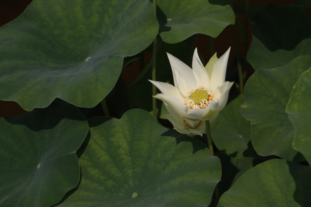 2022 Lotus 02 - July 17 2022