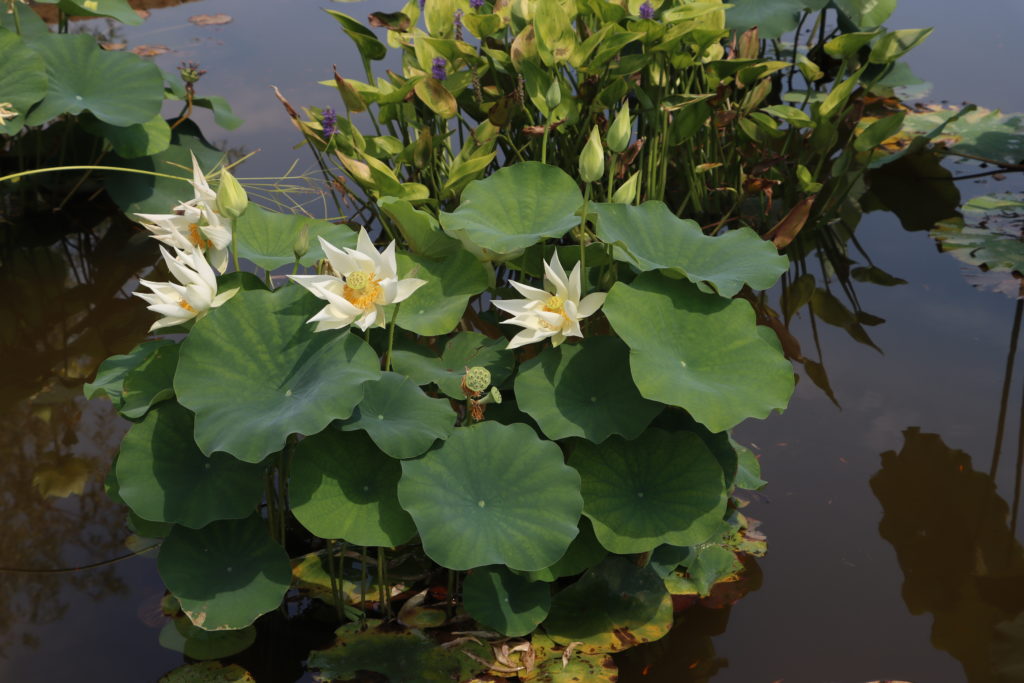 2022 Lotus 02 - July 23 2022