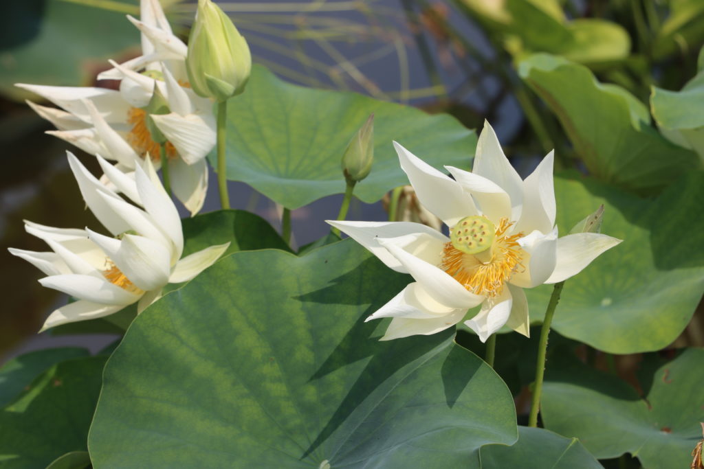 2022 Lotus 02 - July 23 2022