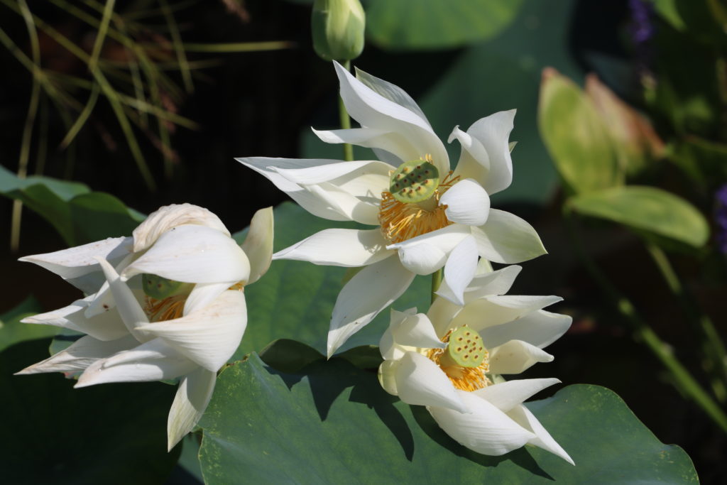 2022 Lotus 02 - July 27 2022