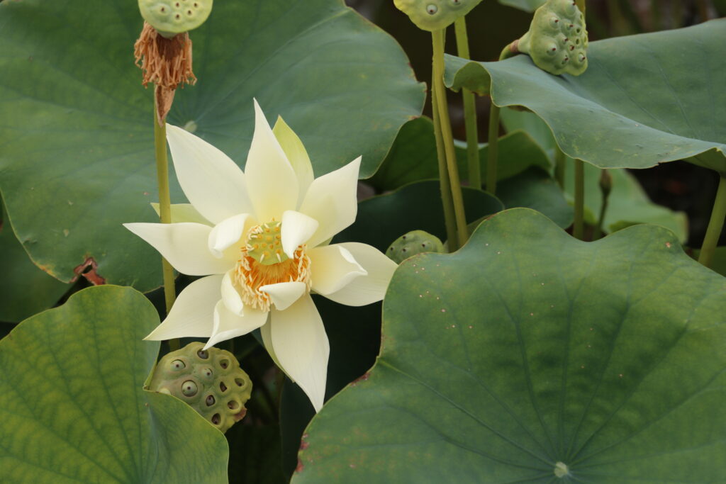 2022 Lotus 02 - August 15 2022