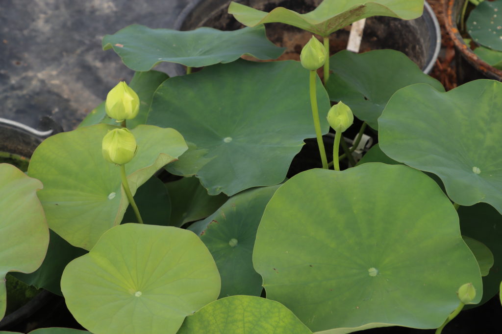 2022 Lotus 03 - June 23 2022
