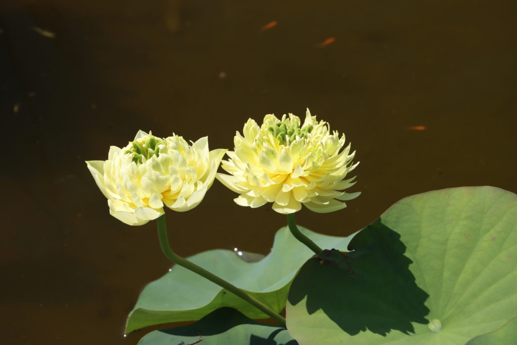 2022 Lotus 03 - June 30 2022