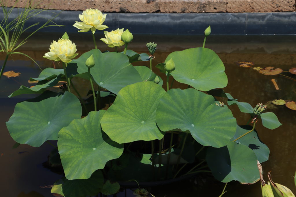 2022 Lotus 03 - July 16 2022