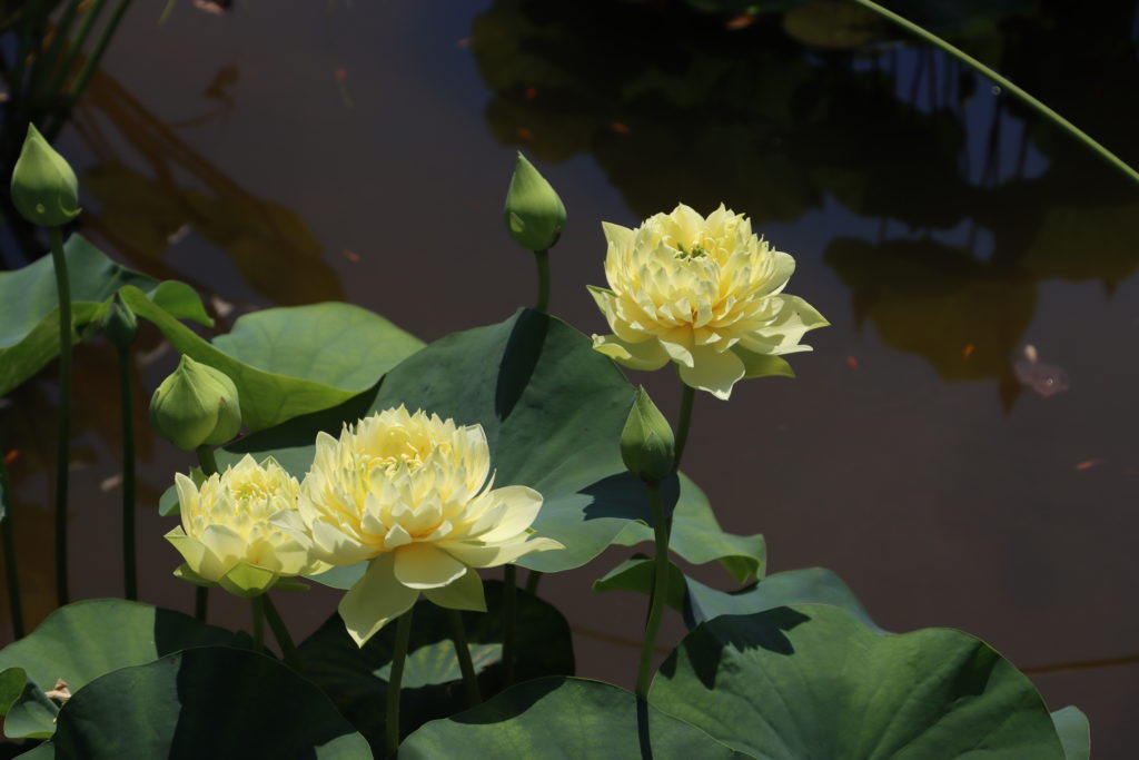 2022 Lotus 03 - July 16 2022