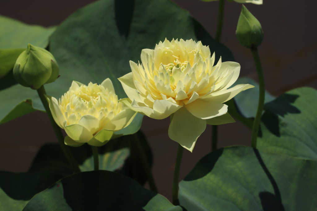 2022 Lotus 03 - July 16 2022