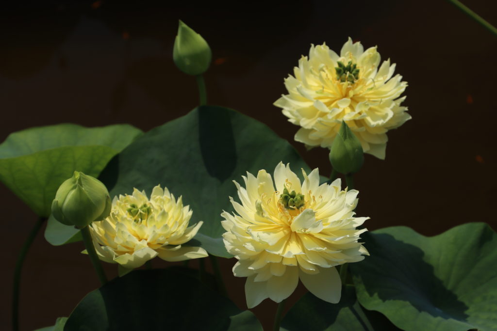 2022 Lotus 03 - July 17 2022