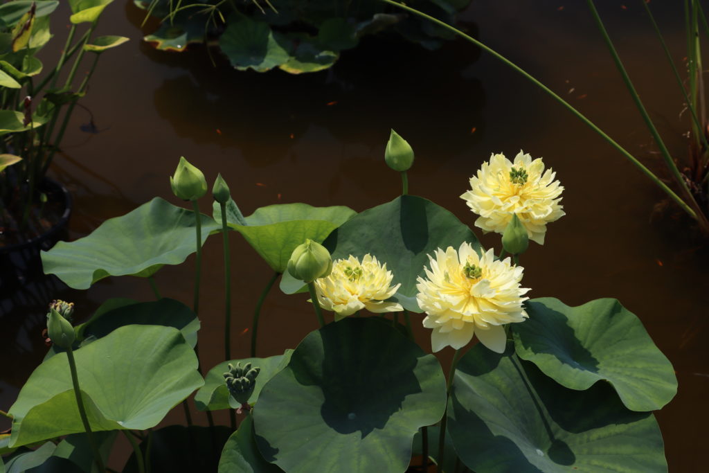 2022 Lotus 03 - July 17 2022