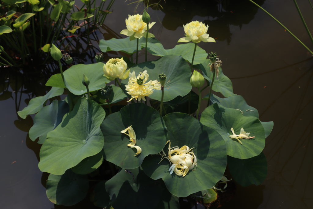2022 Lotus 03 - July 19 2022