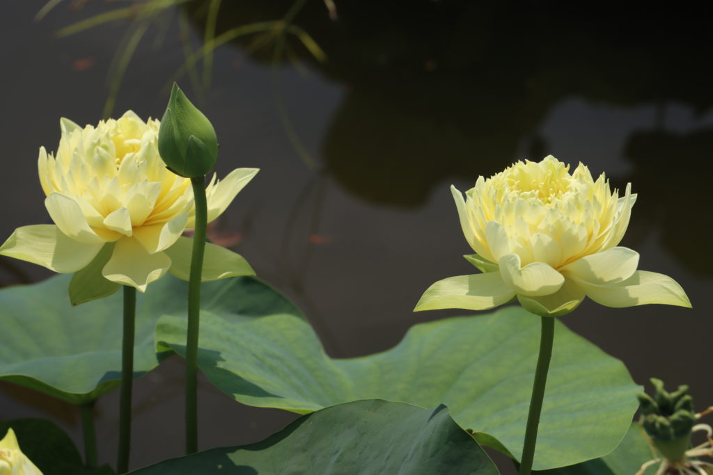 2022 Lotus 03 - July 19 2022